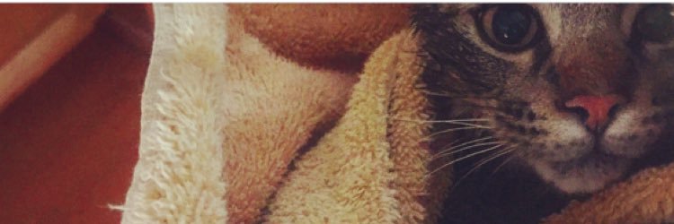 imnachocat's profile banner image