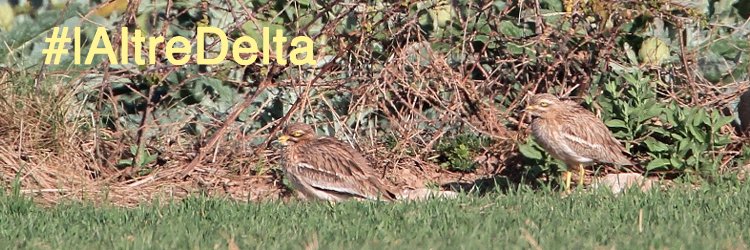 SOS Delta Llobregat banner