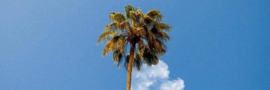 GuillermoHerr1's profile banner image