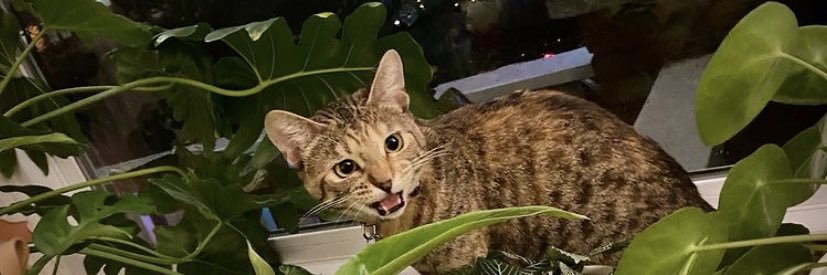 Jonathan Maus banner