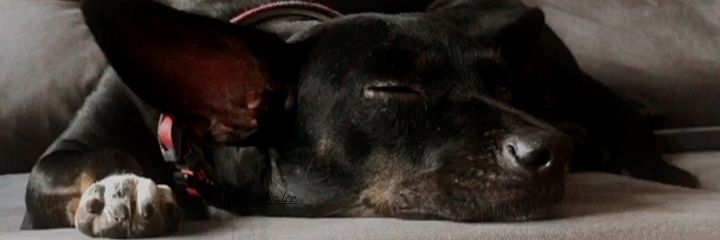 simonemorena's profile banner image