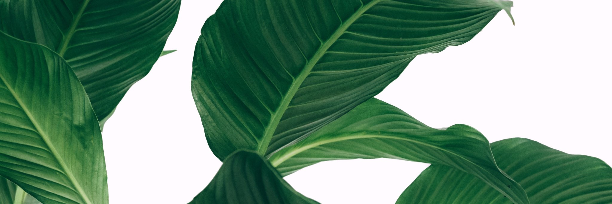 joharwn's profile banner image