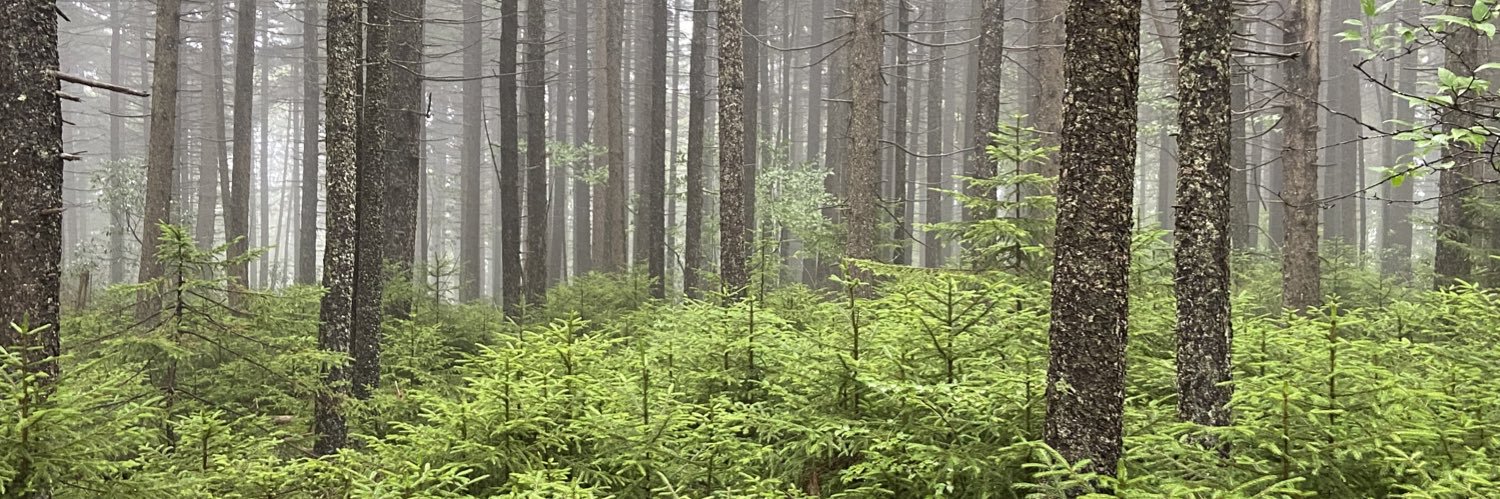 archxemily's profile banner image