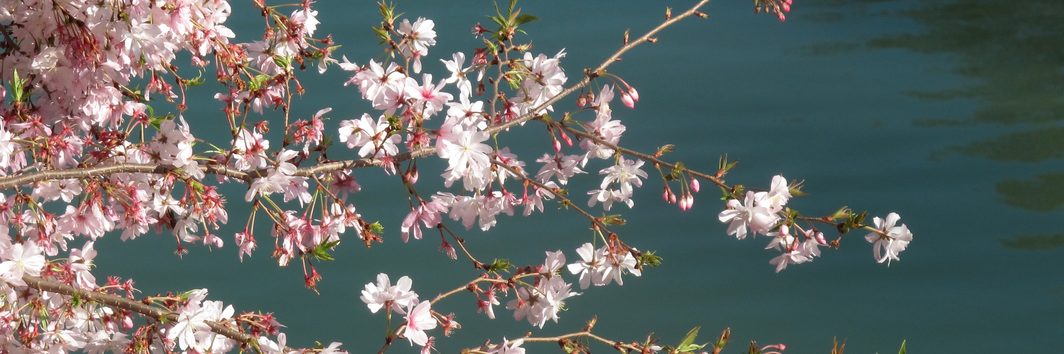 Christine Williams banner