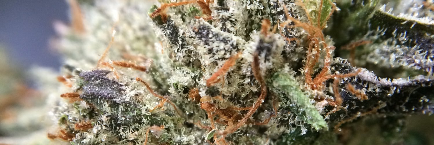 ReeferKitty_'s profile banner image