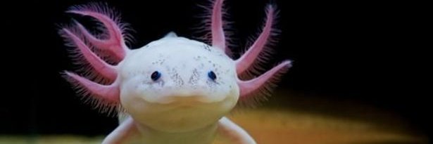 ArquAxolotl's profile banner image