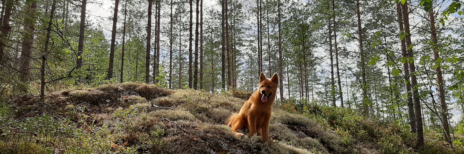 AlluMakela's profile banner image