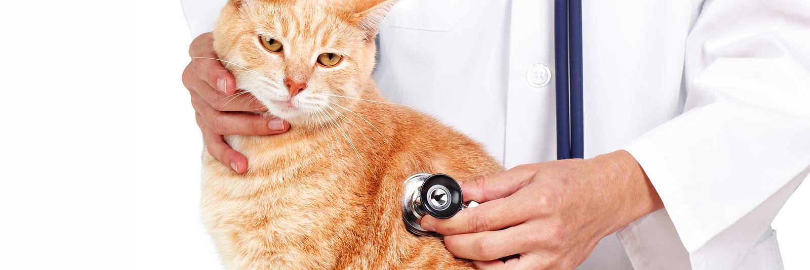 AnimalMedicIL's profile banner image