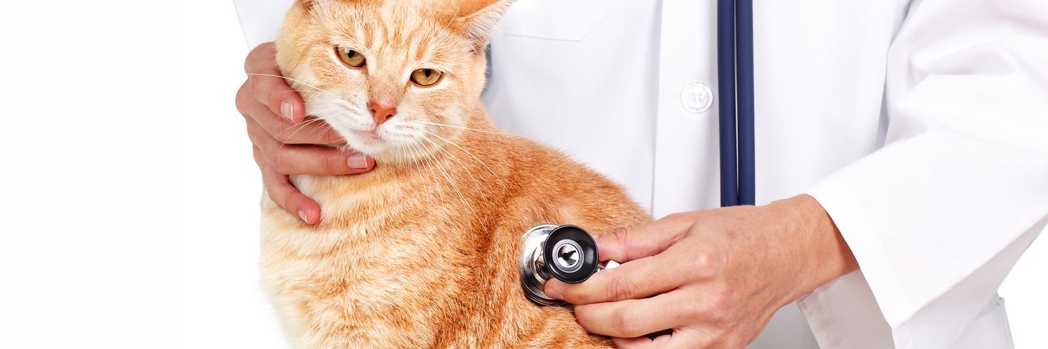 Кошачий запах мочи у женщины причины. Совет от котика. Почему у котенка текут слюни изо рта. Кот очень сильно воняет. Кошачья вонь.