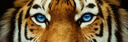peettech's profile banner image