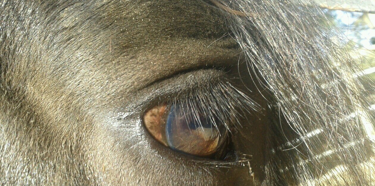 mercelda's profile banner image