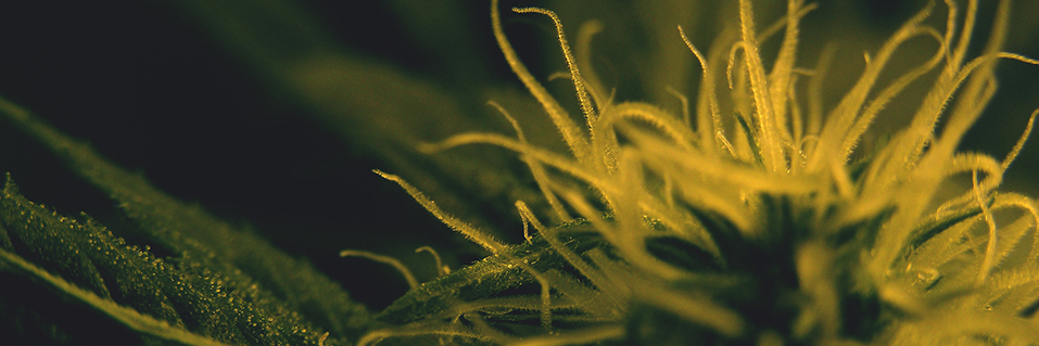 Prohibition2016's profile banner image