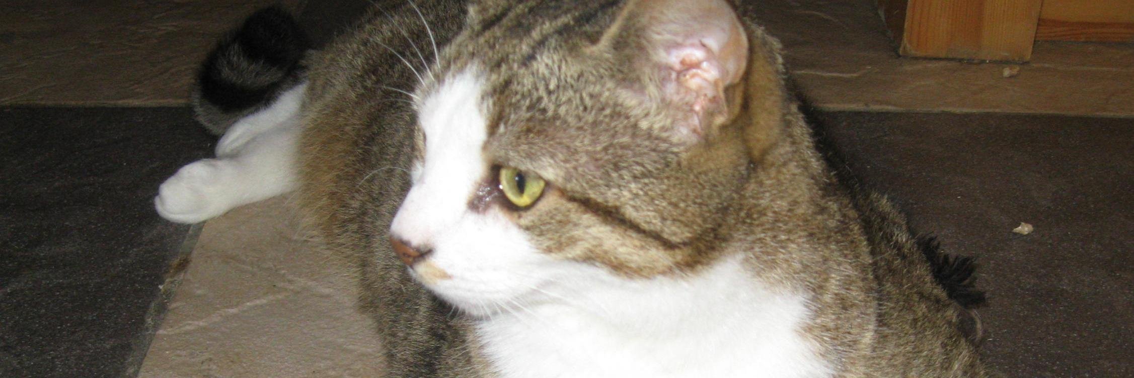 beanoes's profile banner image
