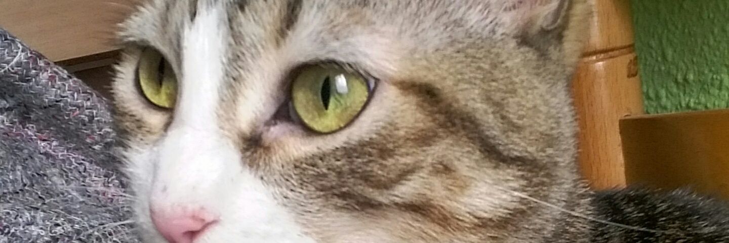 morenilla95's profile banner image