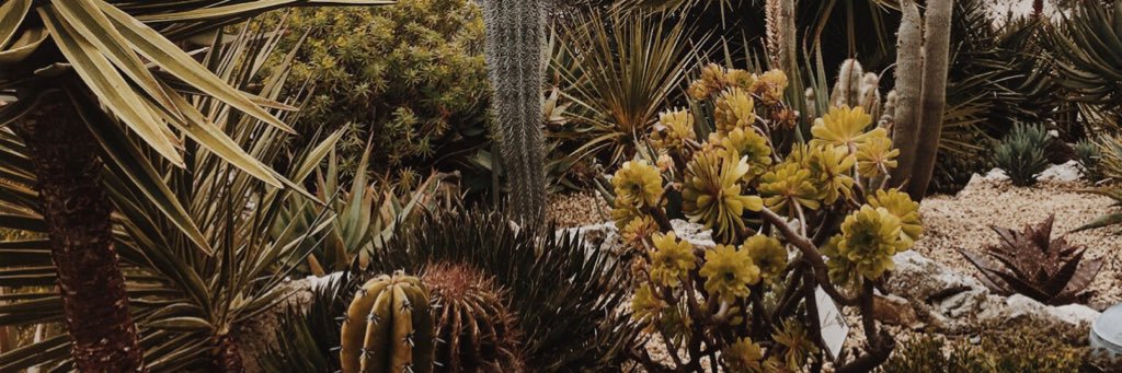 ivanadelarocha's profile banner image