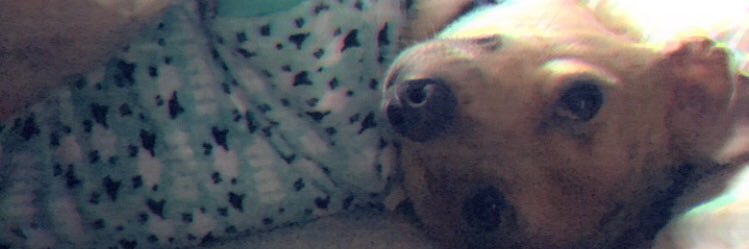 lizsanchez413's profile banner image