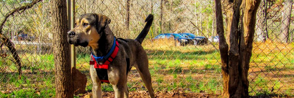 ATHCanineRescue's profile banner image