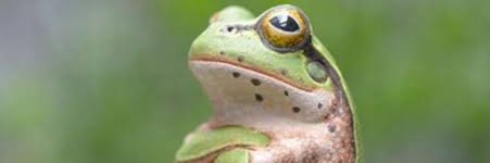 FedupFrog banner