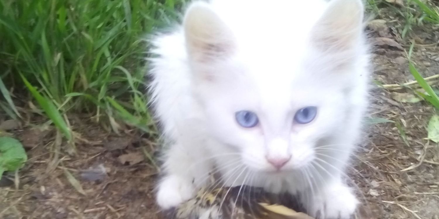 Noname_cat's profile banner image