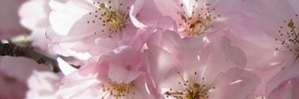 DarcieTowers's profile banner image