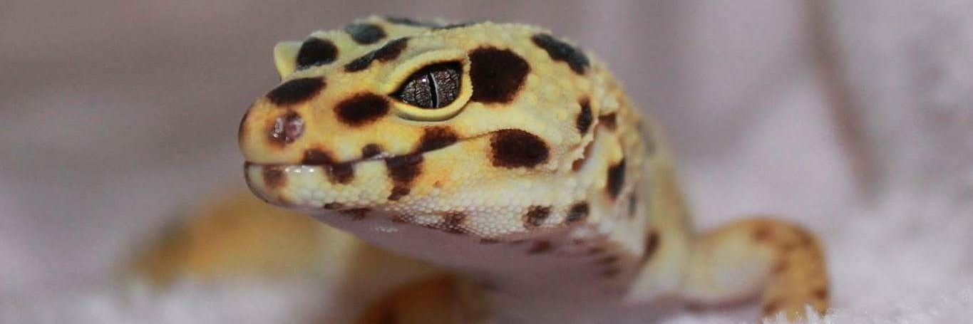 We Rate Lizards banner