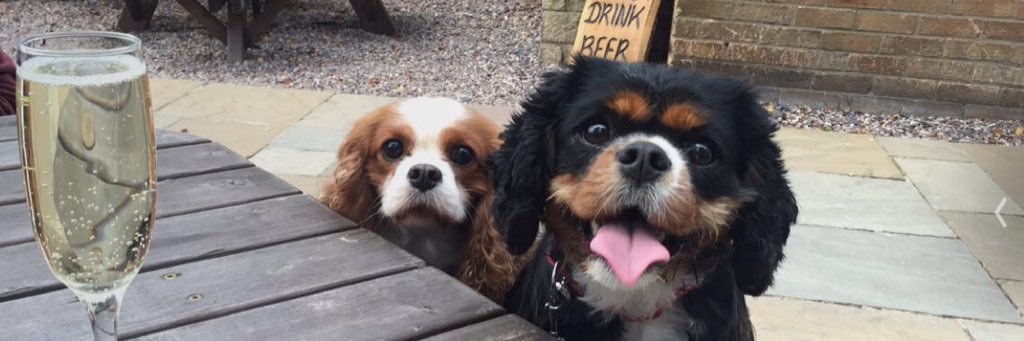 Francesca Cassinelli-Chapman banner