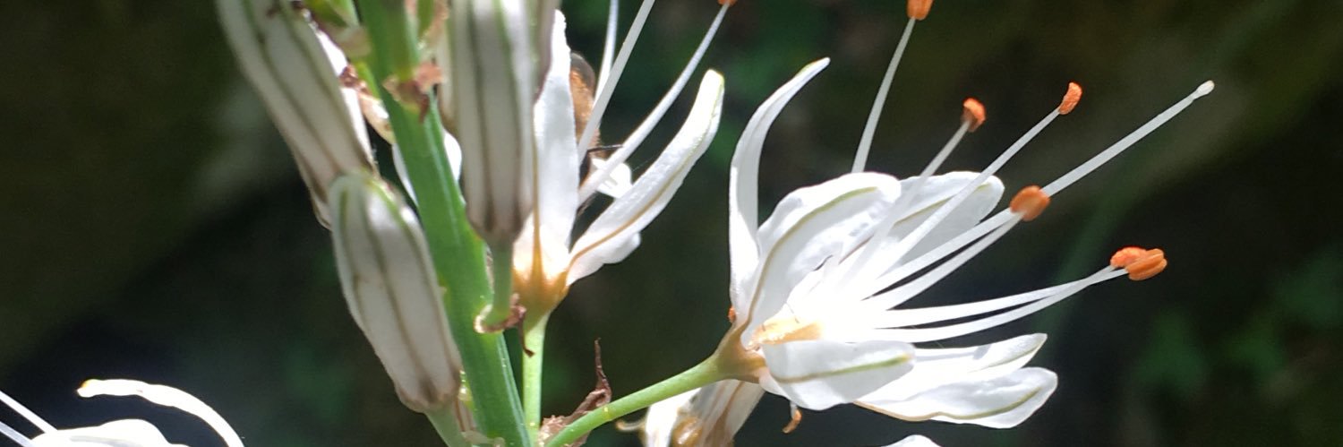ConIdeIara's profile banner image