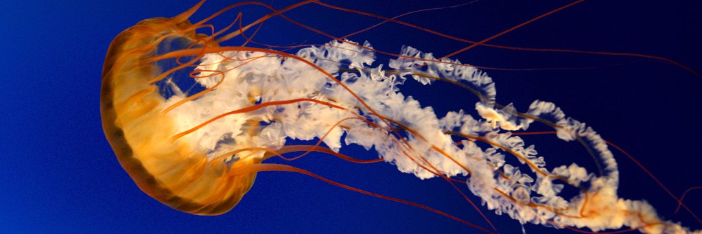 DeepakK44401866's profile banner image