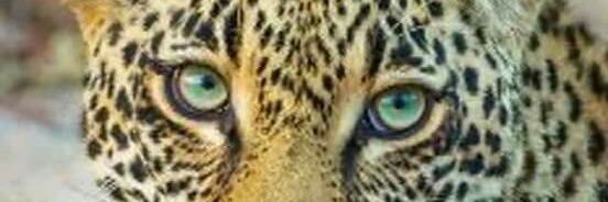 cabalinmaya's profile banner image