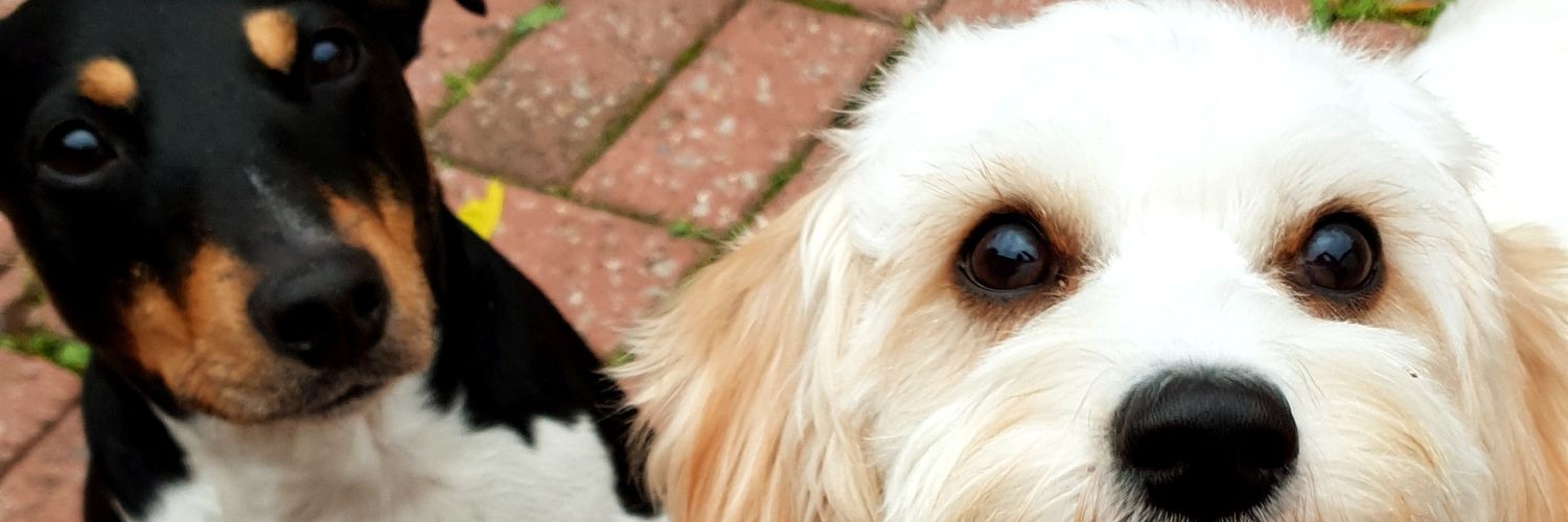LauraKennerley's profile banner image