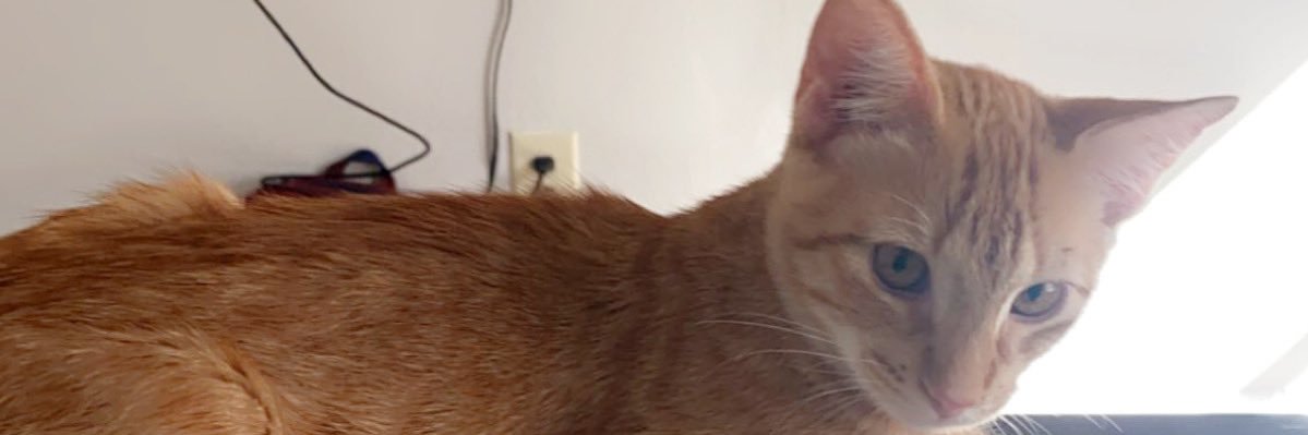 NickDMorales_'s profile banner image