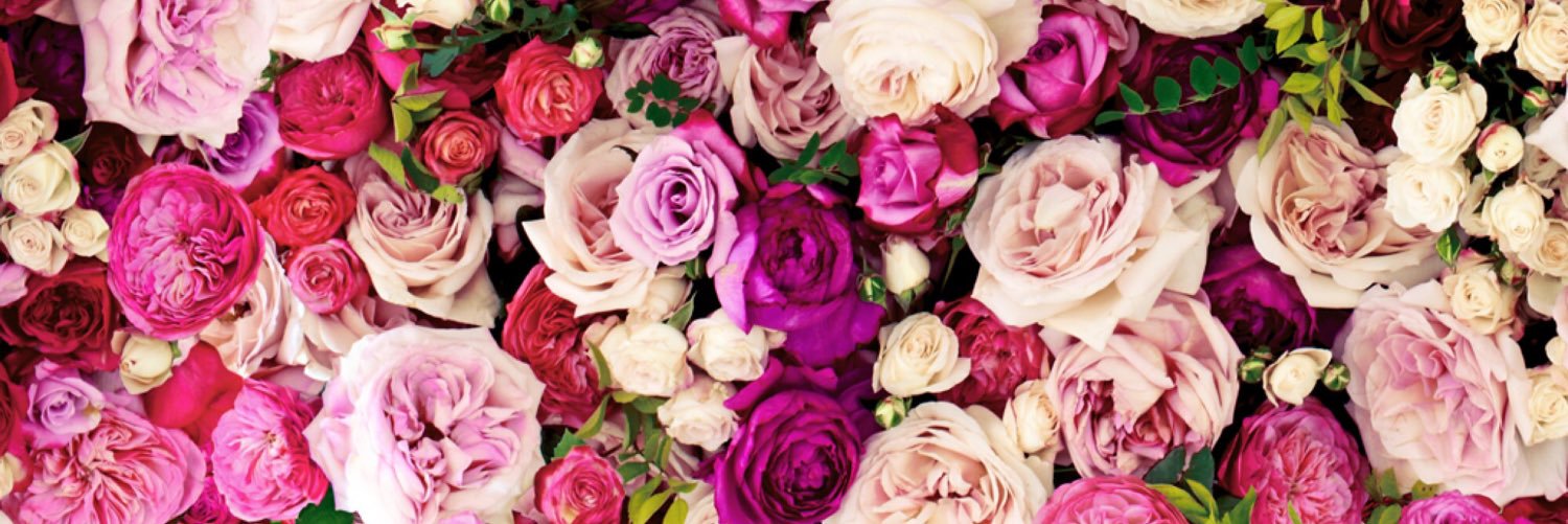 TheMediocreMeg's profile banner image