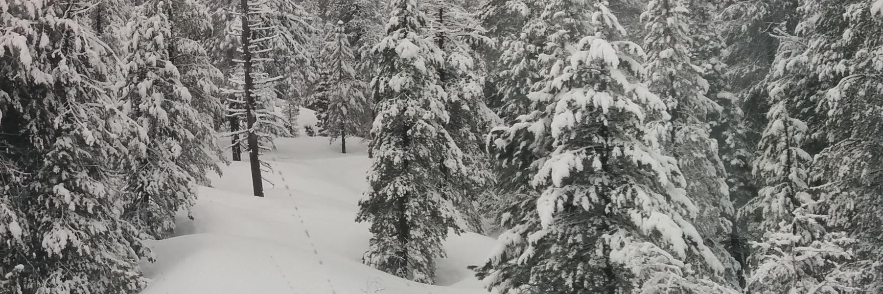 ghost pattern banner