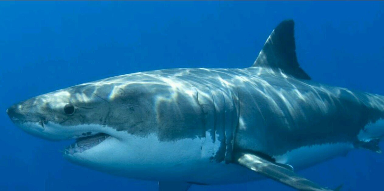 sharkmarchant's profile banner image