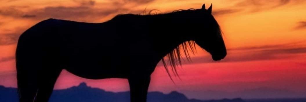 mikebilotti's profile banner image