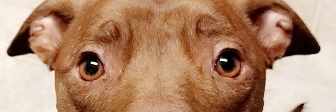 MarcaroniNCheez's profile banner image