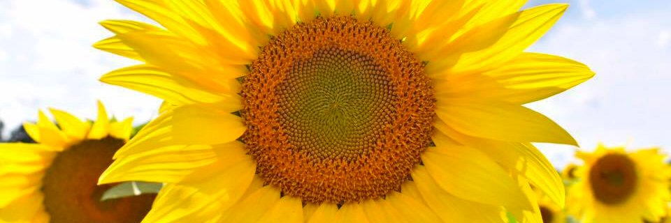 amymitchell8418's profile banner image