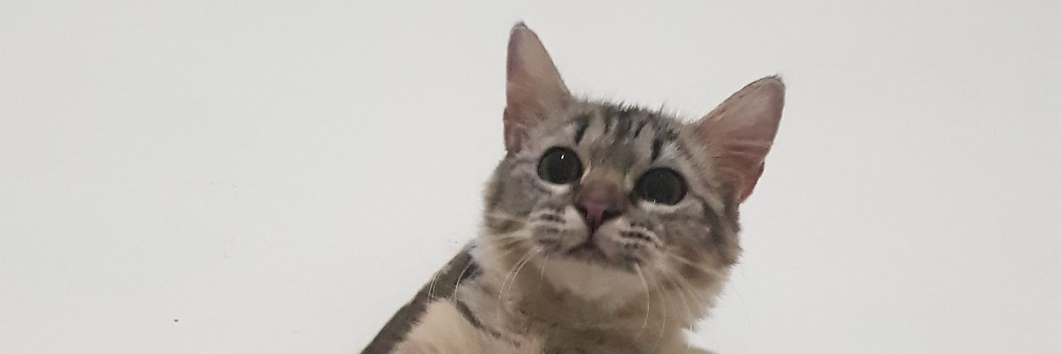 ꦆꦩꦢꦸꦢ꧀ꦢꦶꦤ꧀​ꦩꦧꦿꦸꦫꦶ banner