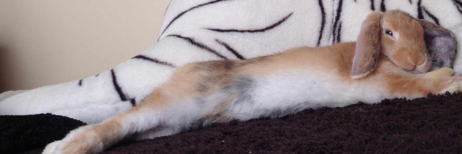 rabbit_mer's profile banner image