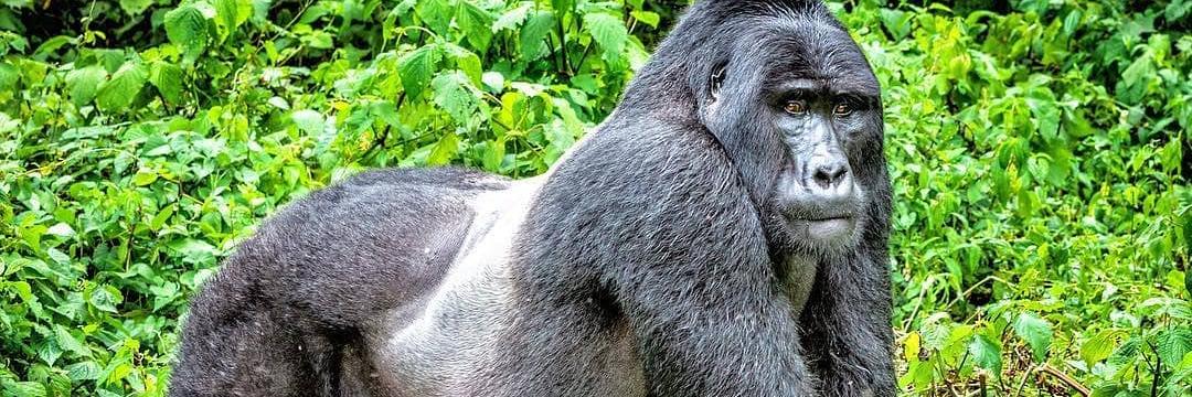 rwanda_gorillas's profile banner image