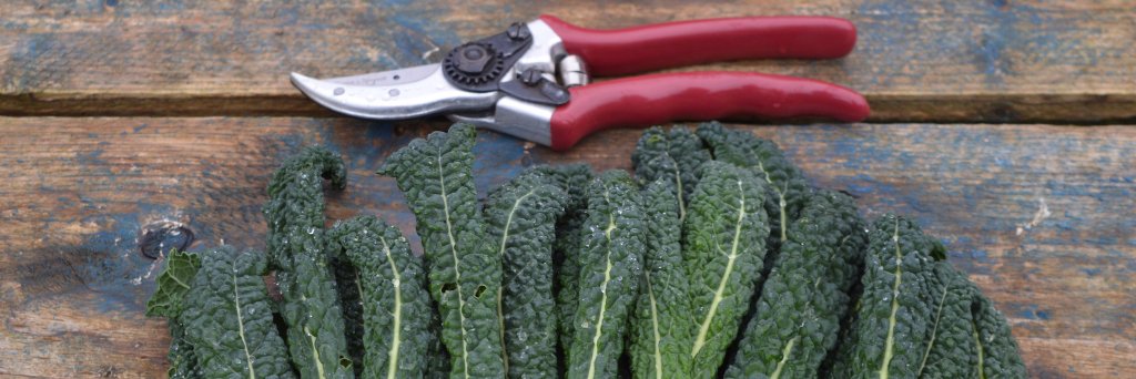 VegPlotFoodPot's profile banner image