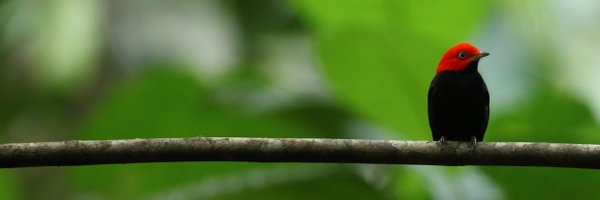 justadventuresp Profile Banner