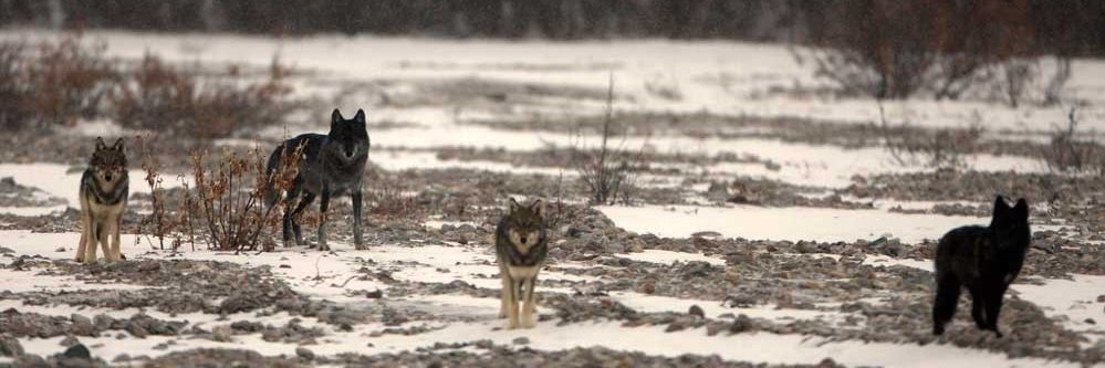 Rewilding News banner