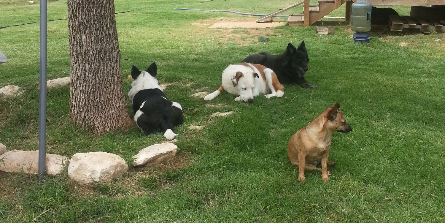 dachterpepper's profile banner image