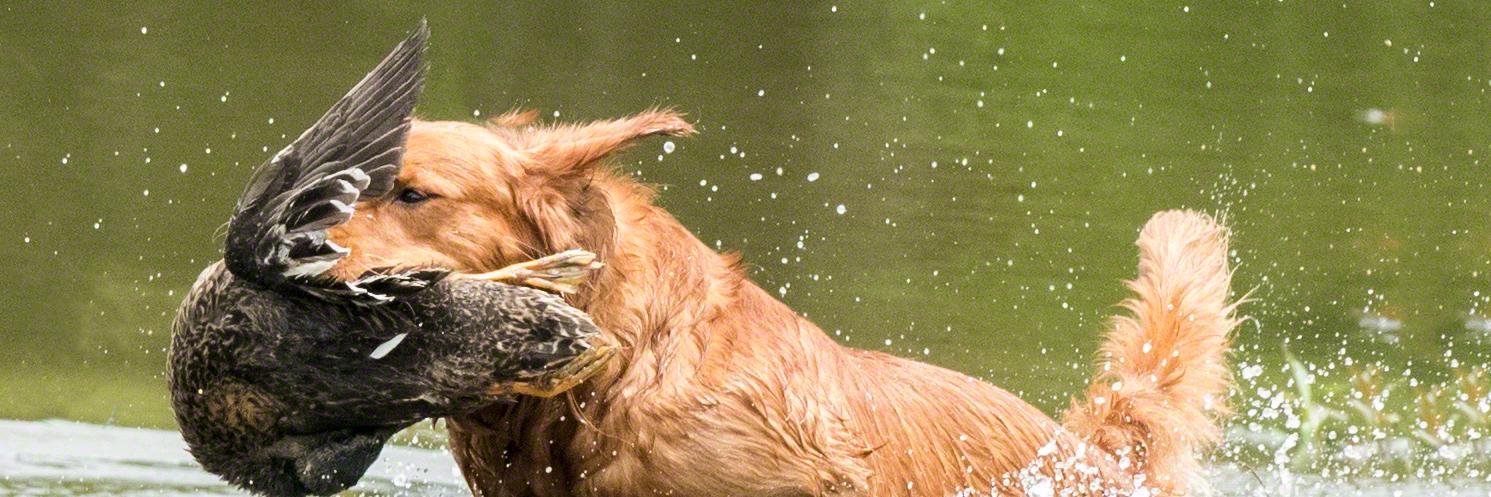 DogjocksPhotos's profile banner image
