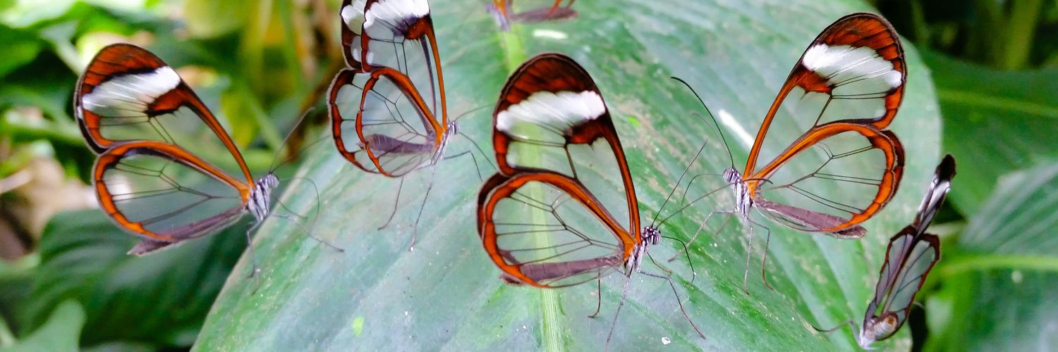 Lauren Davidson banner