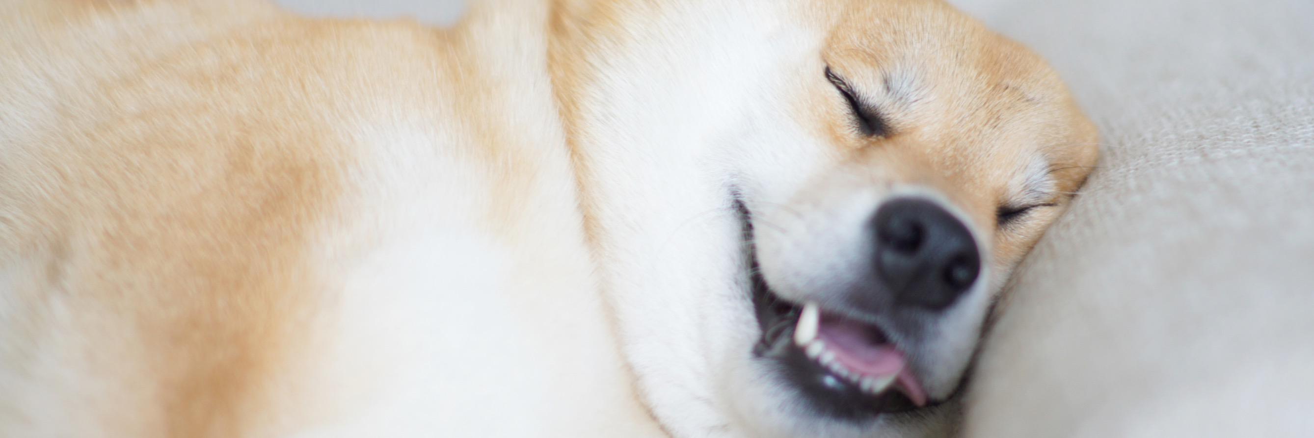柴犬まる's banner
