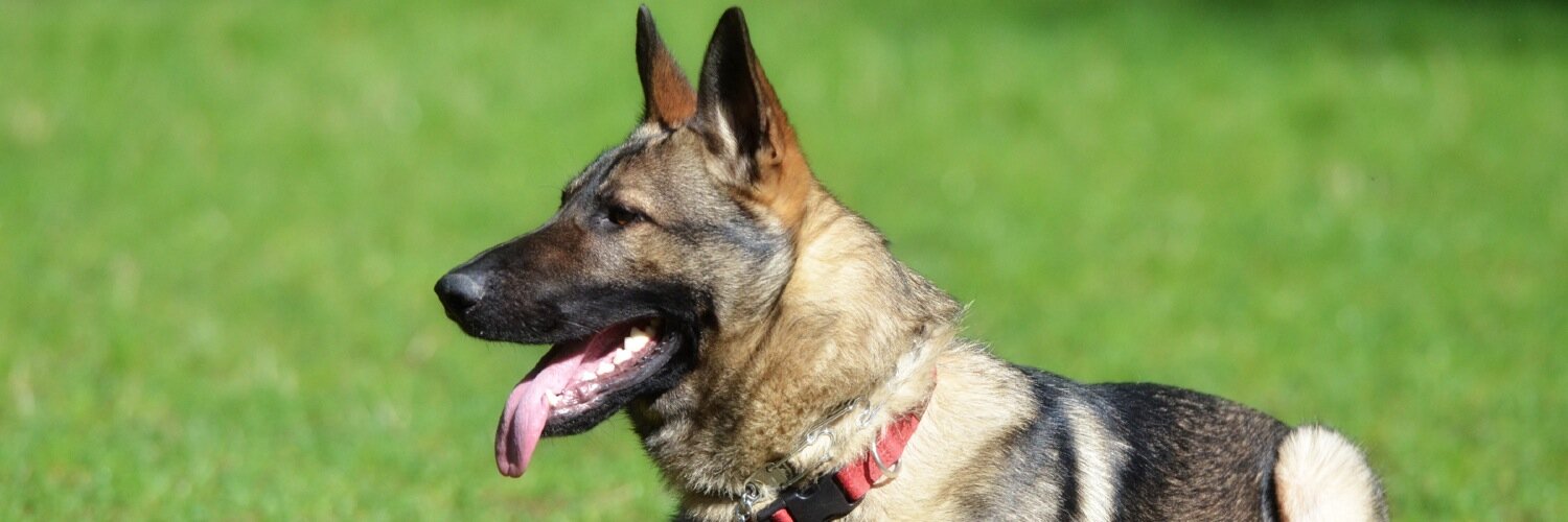 acapabledog's profile banner image