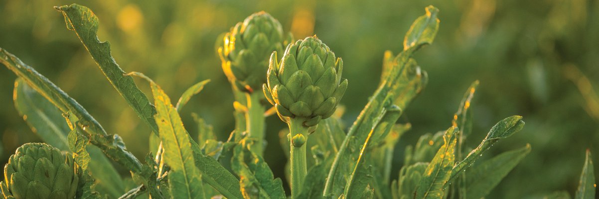 Ocean Mist Farms banner