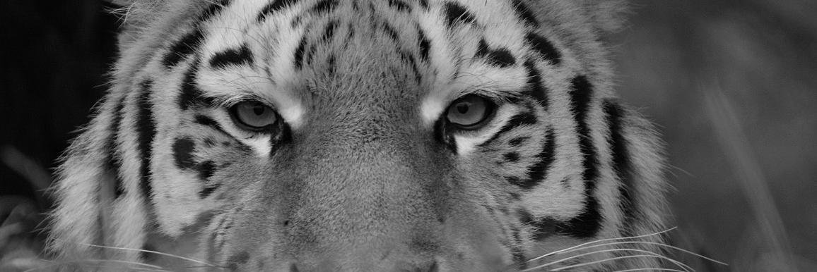 Ian Standivan banner